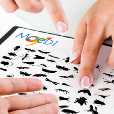 Images Moedi