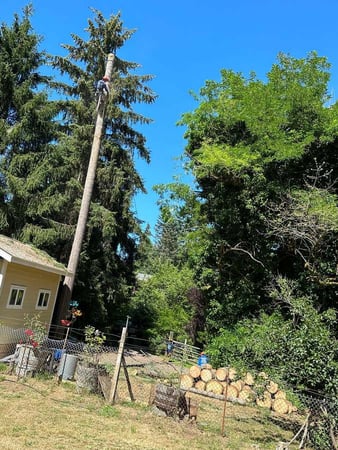 Images Brothers Tree service & Landscaping