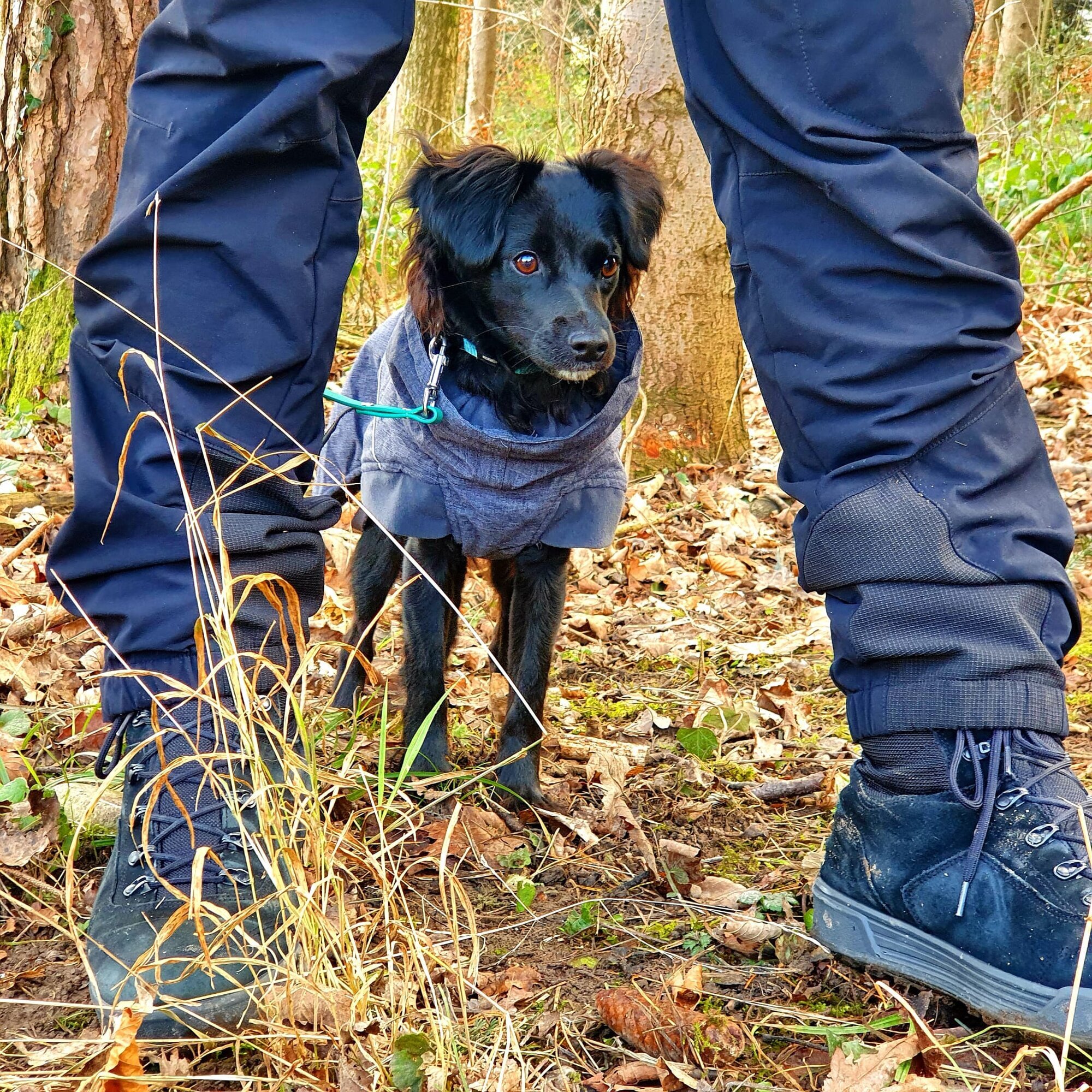 Bilder A-Z-Hundetraining