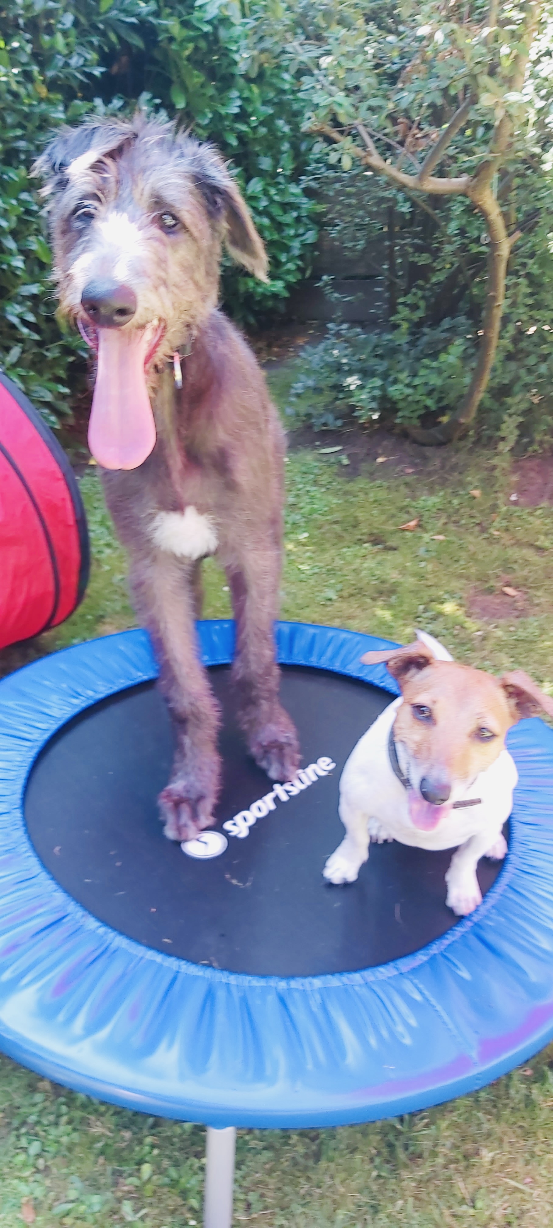 Hundecollege Hamburg, Farnstieg 9 in Hamburg