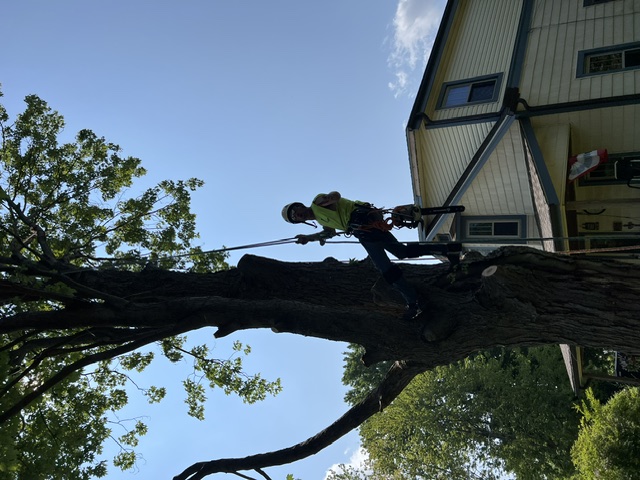 Lucca Landscaping & Construction LLC provides safe and efficient tree removal services to help protect your property and maintain a clean, open landscape. Whether due to damage, disease, or space planning, we handle each removal with precision and care. Our team is committed to completing every job with minimal disruption and maximum safety. You can count on us for professional service that gets the job done right.