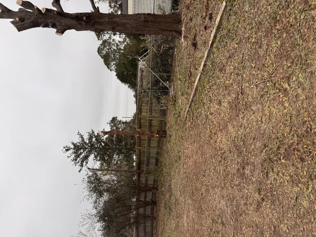 Images Trent's Tree Service The Neighborhood Arborist LLC