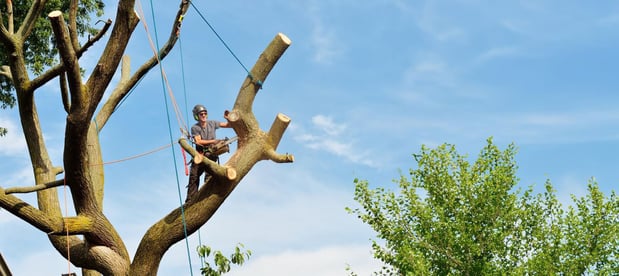 Images C & B Tree Service