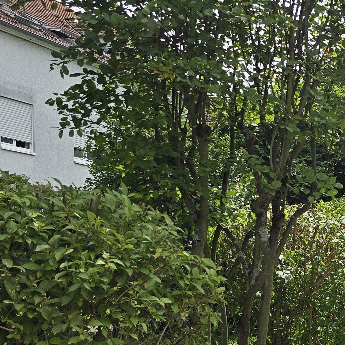 Hausmeisterservice & Gartenstyling in Offenbach Am Main
