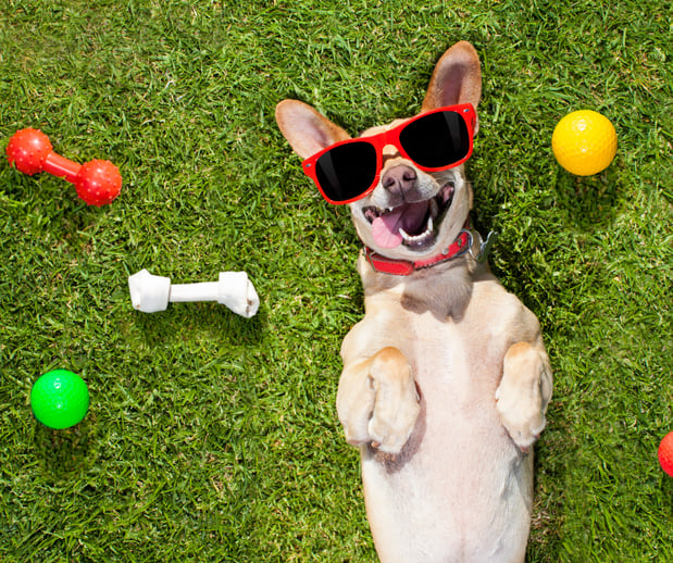 Images Great Outdogs