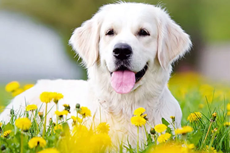 Images Thorsheim Hundehotell