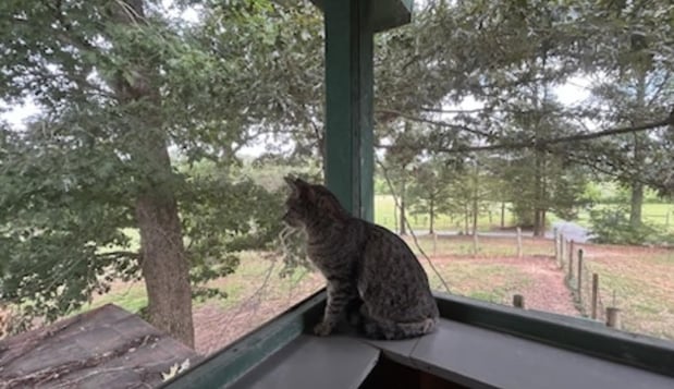 Images Animal Friends' Pampered Paws