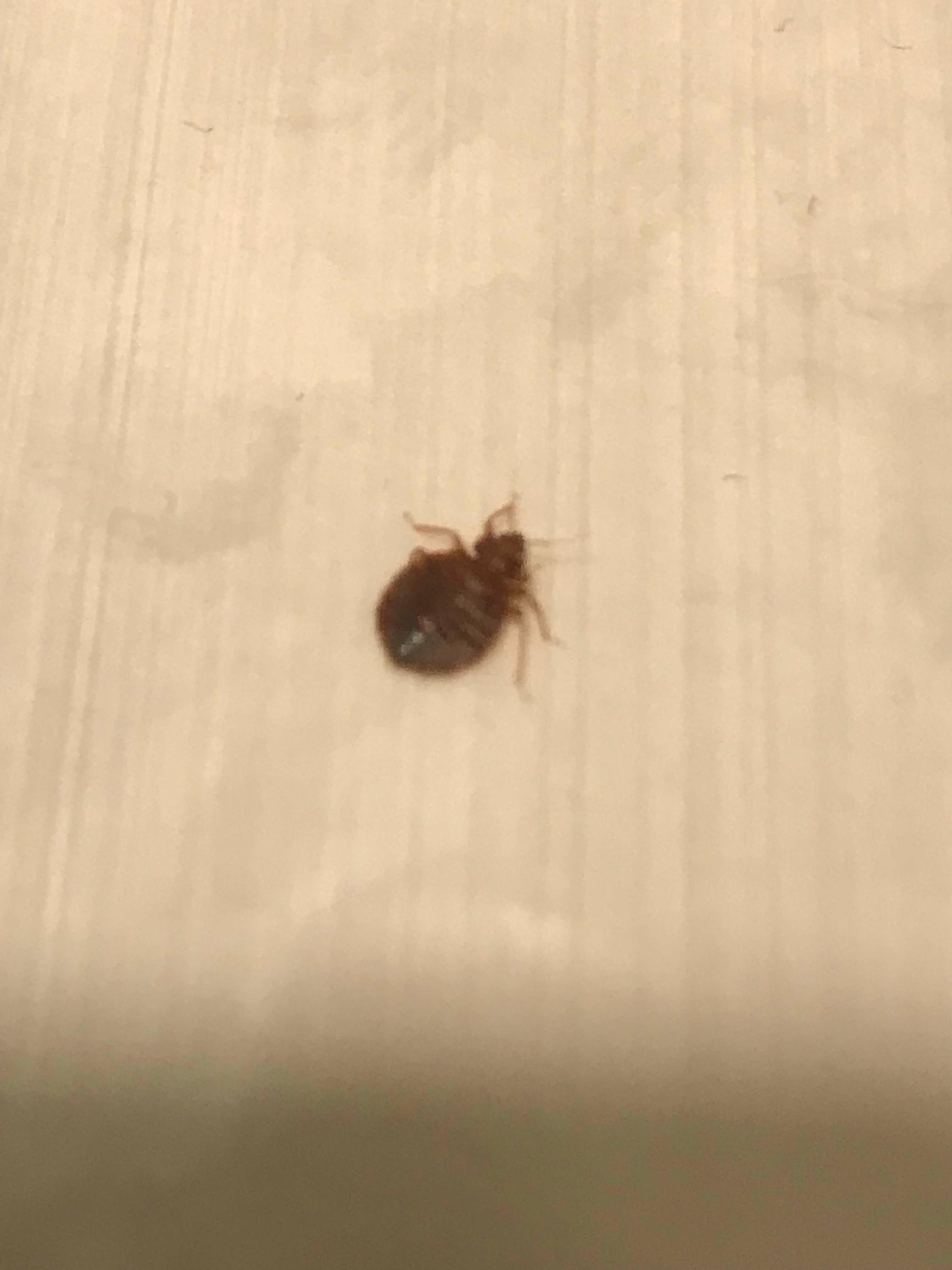 Affordable Bed Bug Exterminators Photo
