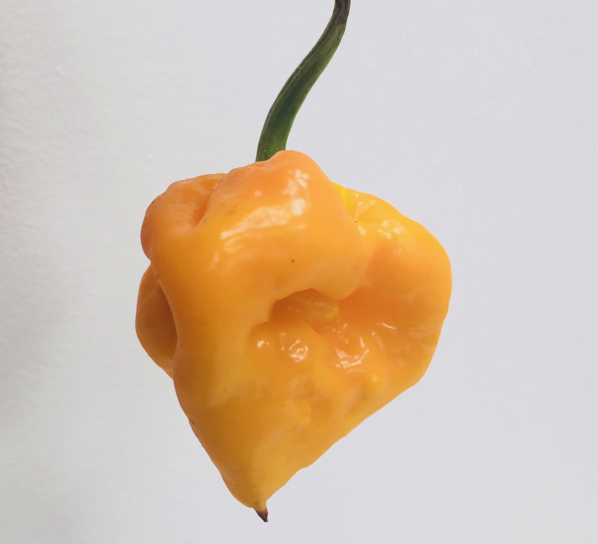 Images Chilli Mash Company