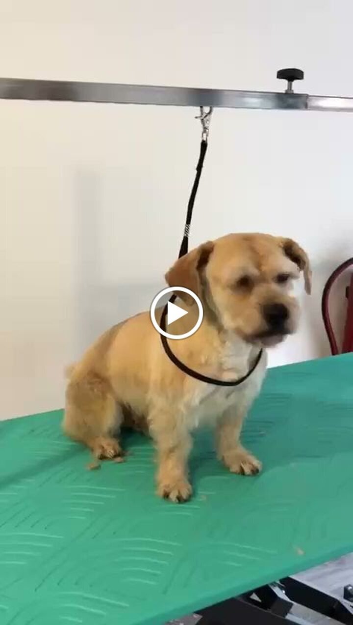 Images Paw&Go - Autolavado de perros y peluquería canina