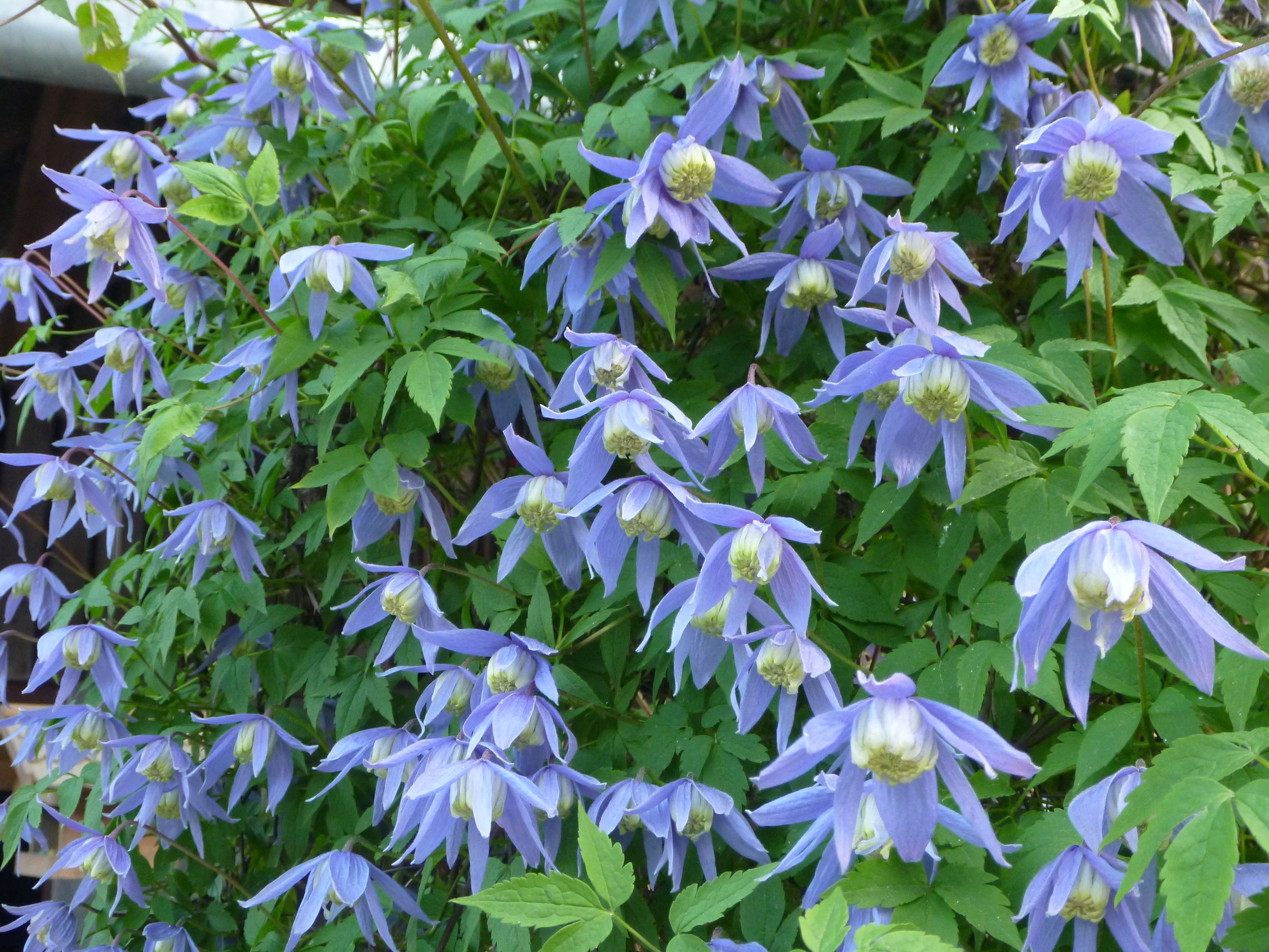 Gartenbau Steinmann, Büelweg 1 in Rüfenach AG