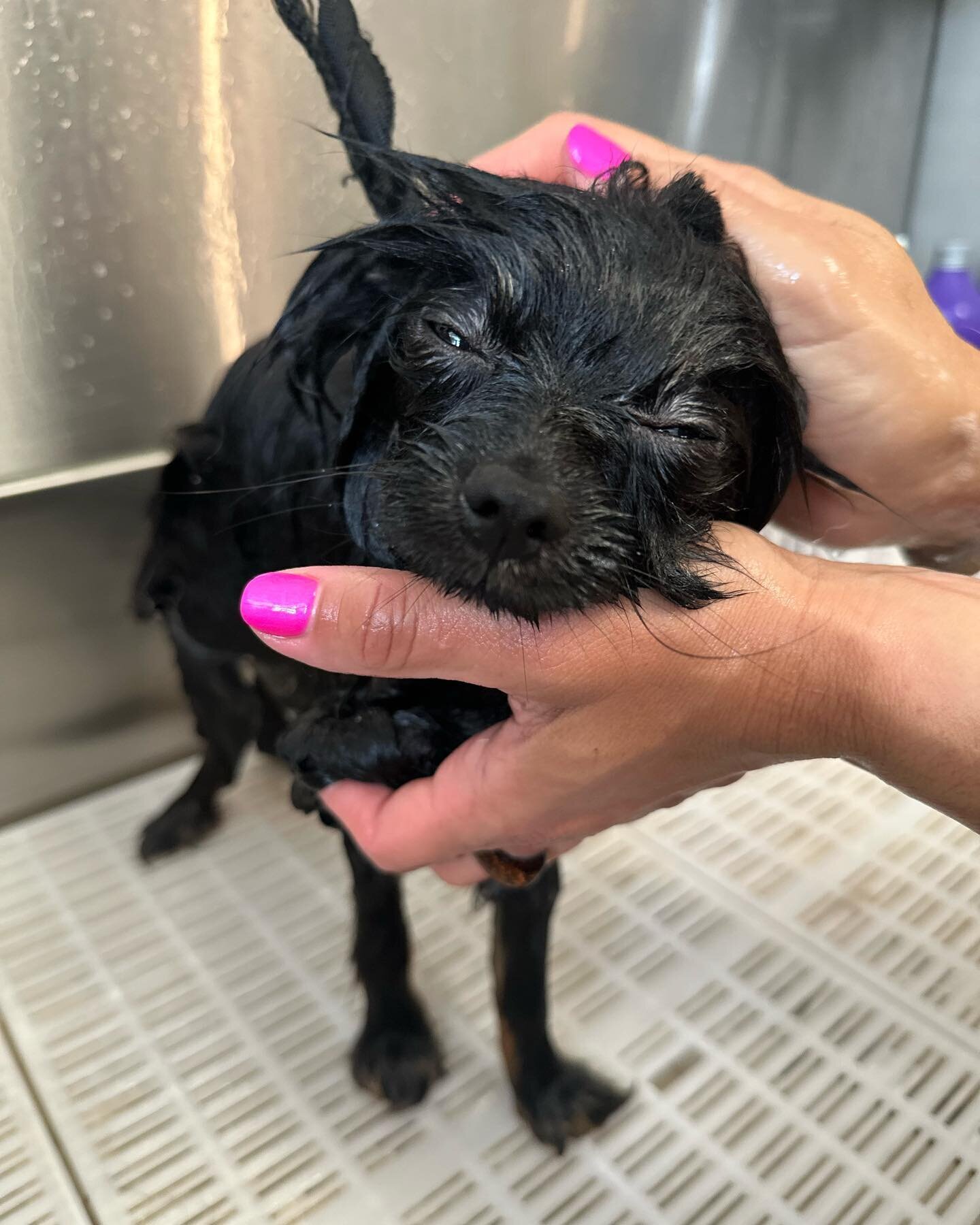 Images The Black Poodle Groom & Care S.L.