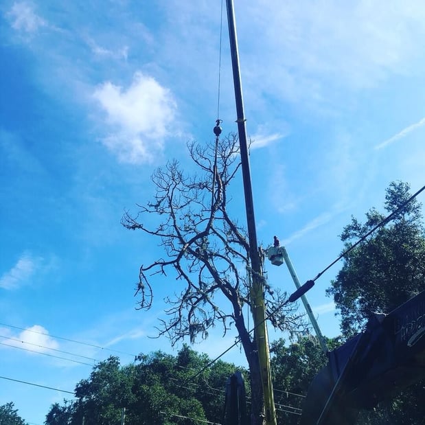 Images Olive Branch Tree Care