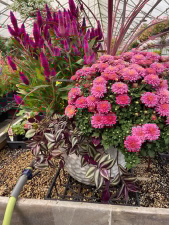 Images Mary's Greenhouse