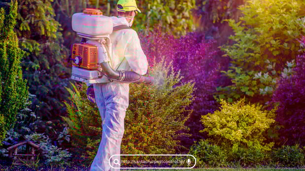 Images Pest Control Orlando