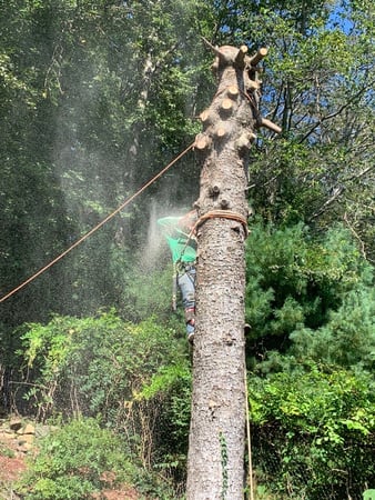 Images Guayos Landscaping & Tree Service