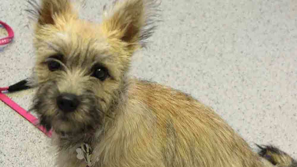 Images Store Heddinge Dyrehospital