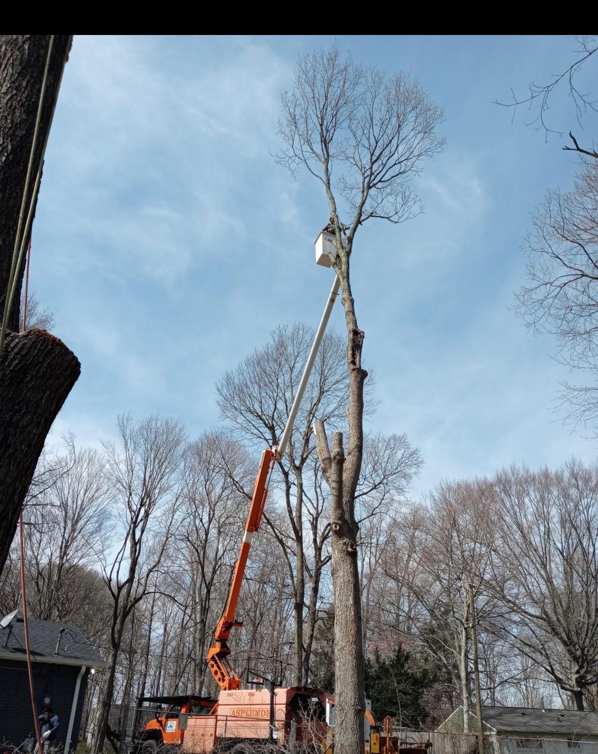 David Tree Service - Pruning services