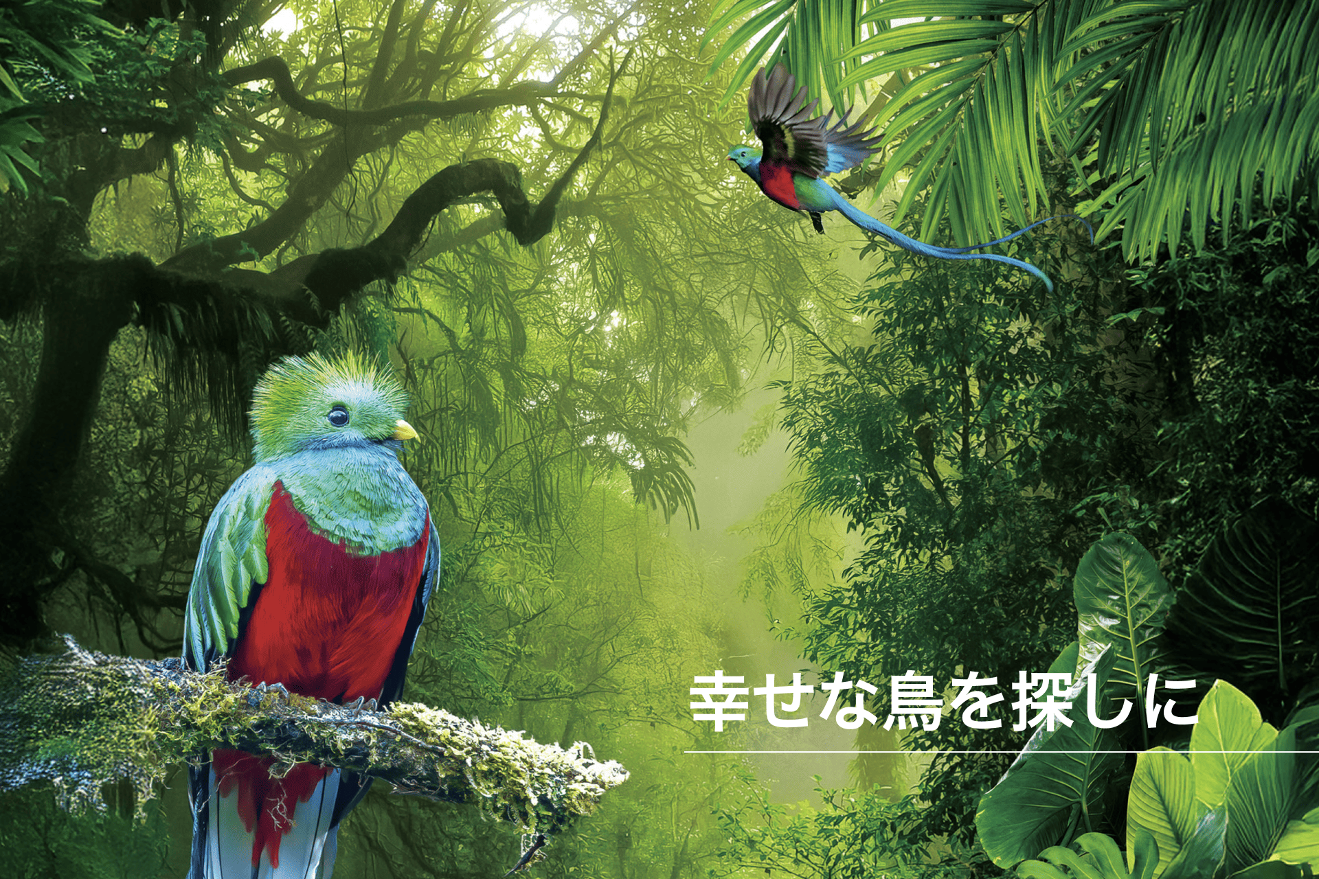 見ると幸せになれる？幻の鳥ケツァールを追いかけて～コスタリカ