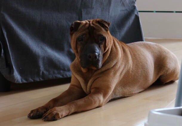 Ergotherapie Thomas Schenk, Schloßstrasse 1 in Arnstadt