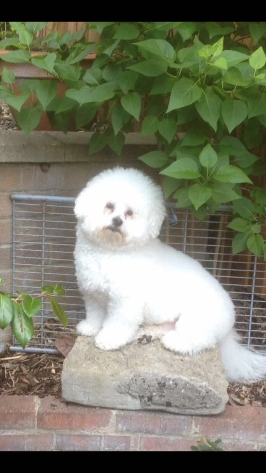 Images Your Dog Grooming Salon