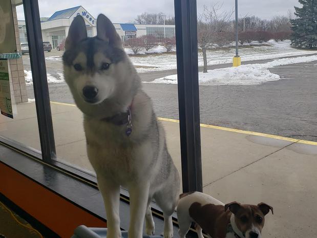 Images Highland Pets