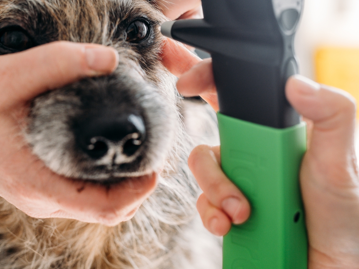 Bilder Tierarzt Vormum Berlin-Mahlsdorf, Tierarztpraxis am Wildrosengehölz