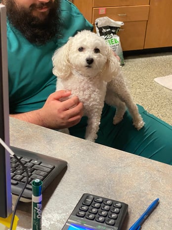 Images VCA Animal Care Center of Chicago