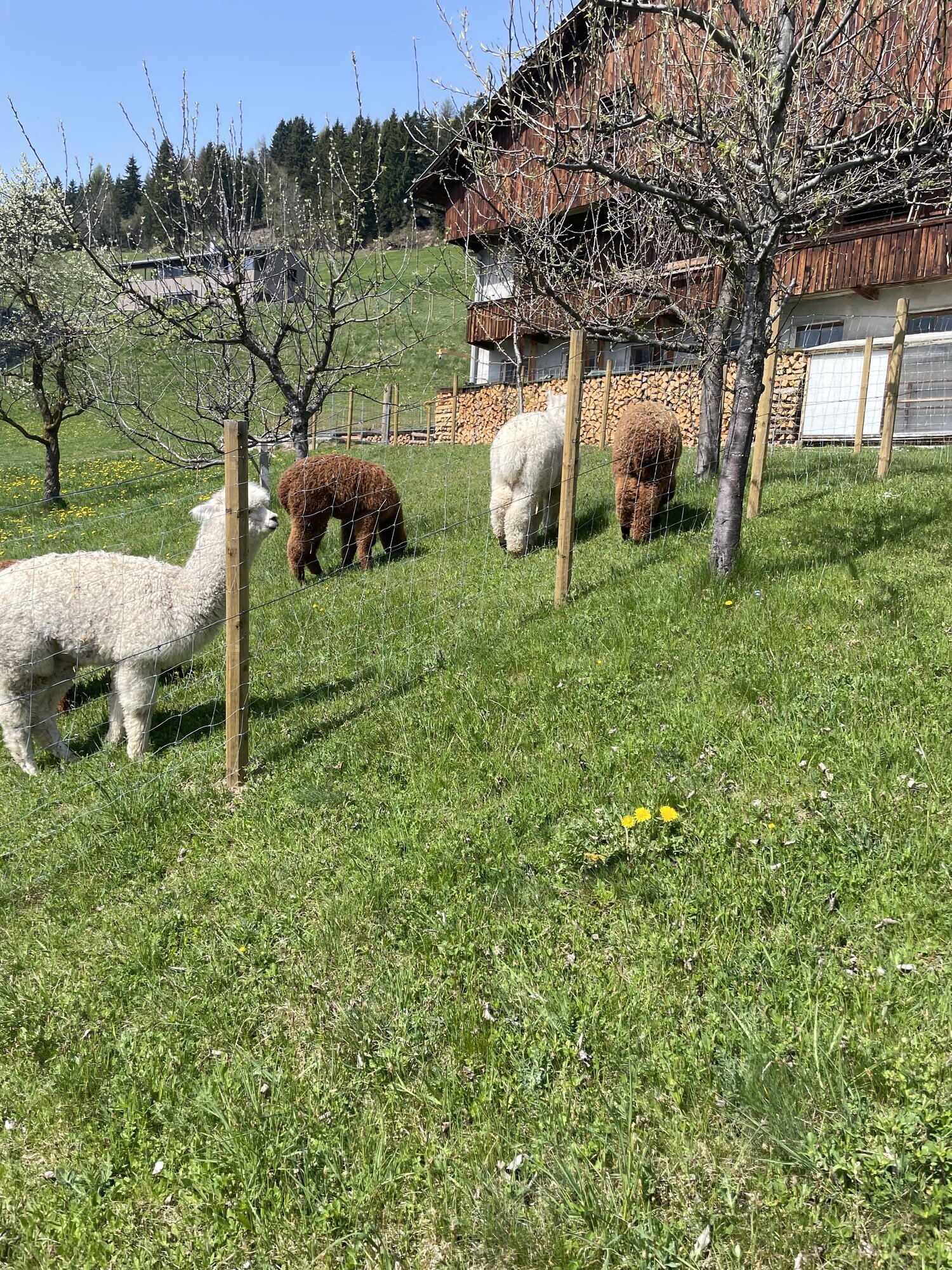 Bild 6 von Pustertal Alpakas vom Baumgartnerhof