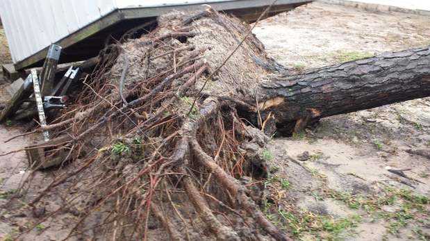 Images TNT Tree Service