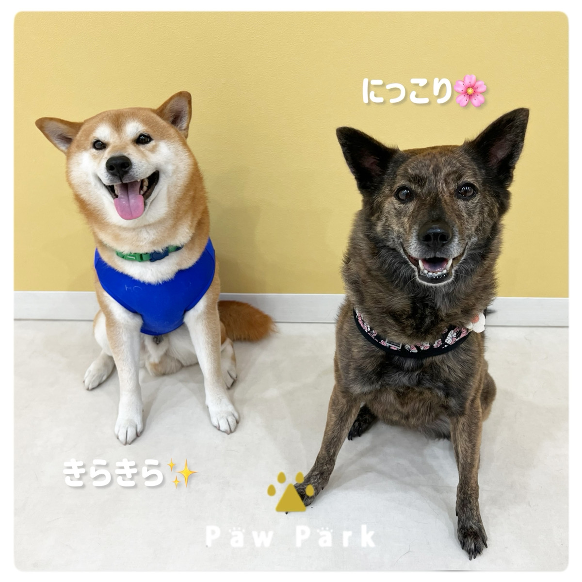 Images PawPark 犬のようちえん 高槻店