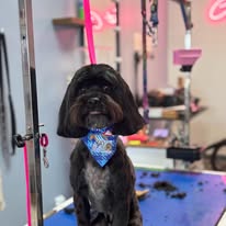 Lux Fur Pet Salon Image