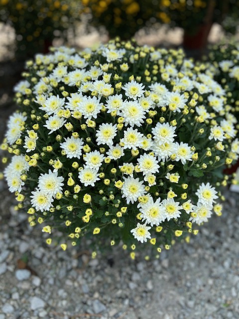 Images Blanchard’s Blossoms and Garden Center