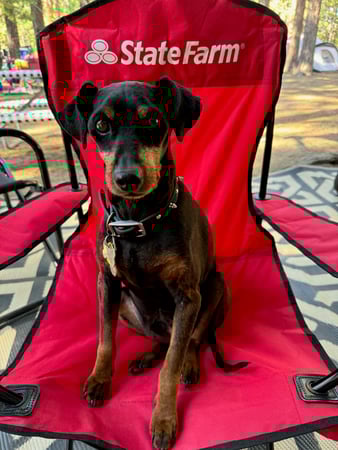 Images Jimmy Alvarez - State Farm Insurance Agent