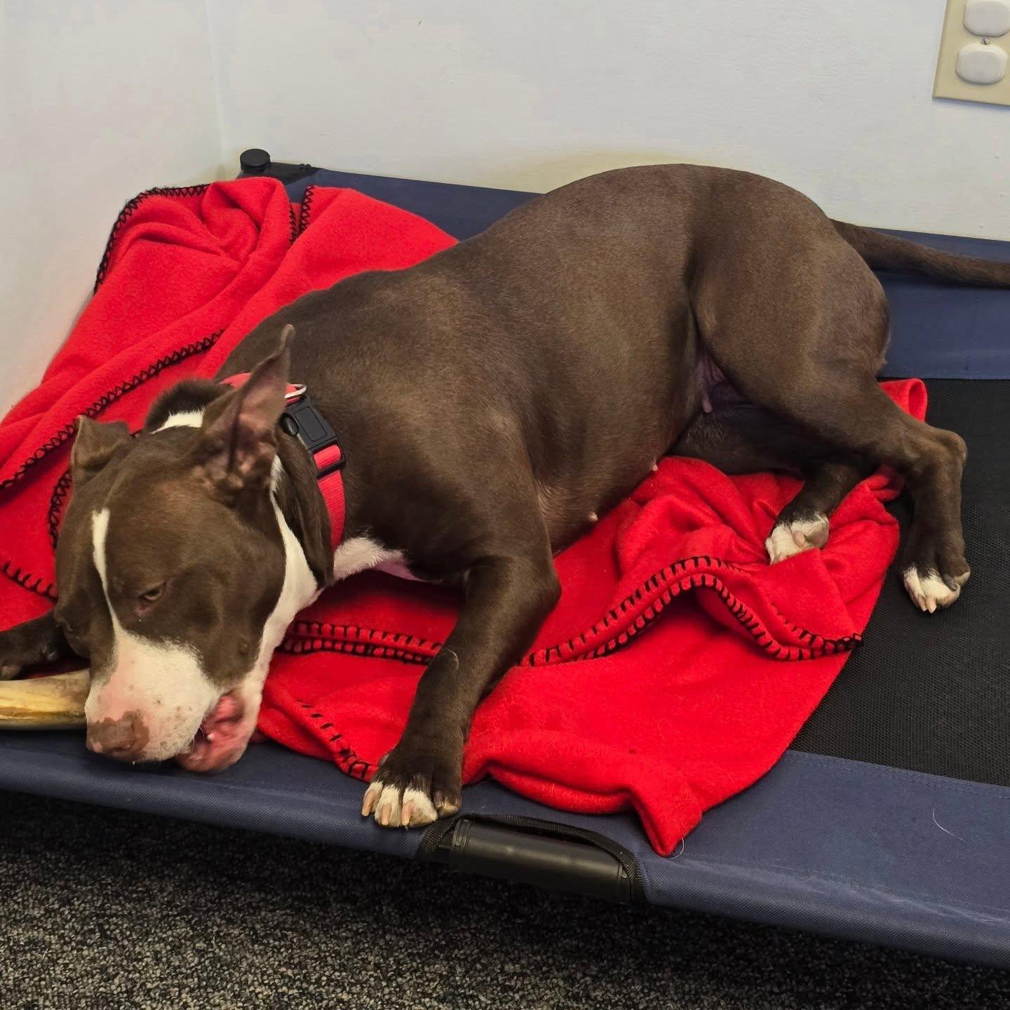 Hazel is about 1 year old and fully believes she is a lap dog. She is looking for a loving home to call her own. To learn more or complete an application, please visit Vermont English Bulldog Rescue.