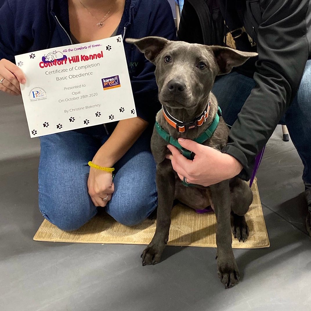 Dog Boarding, Dog Grooming, Dog Training, Pet Supply Store Vergennes VT