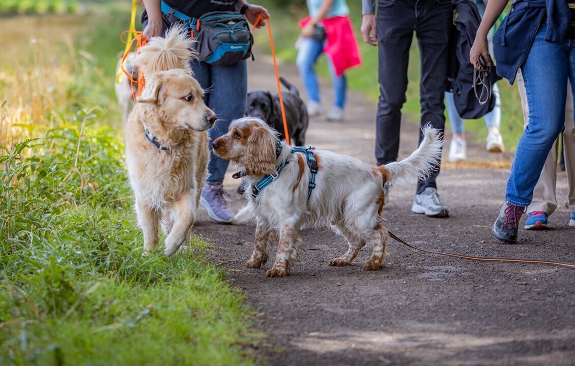 Hundetraining Zum Dream-Team in Castrop-Rauxel
