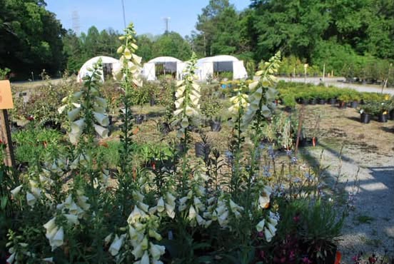 Images Red Mill Landscaping & Nursery