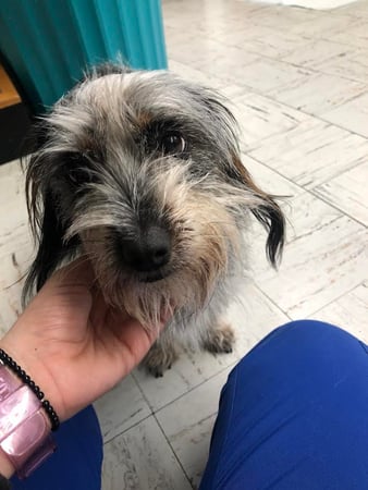 Images Melrose La Brea Animal Hospital