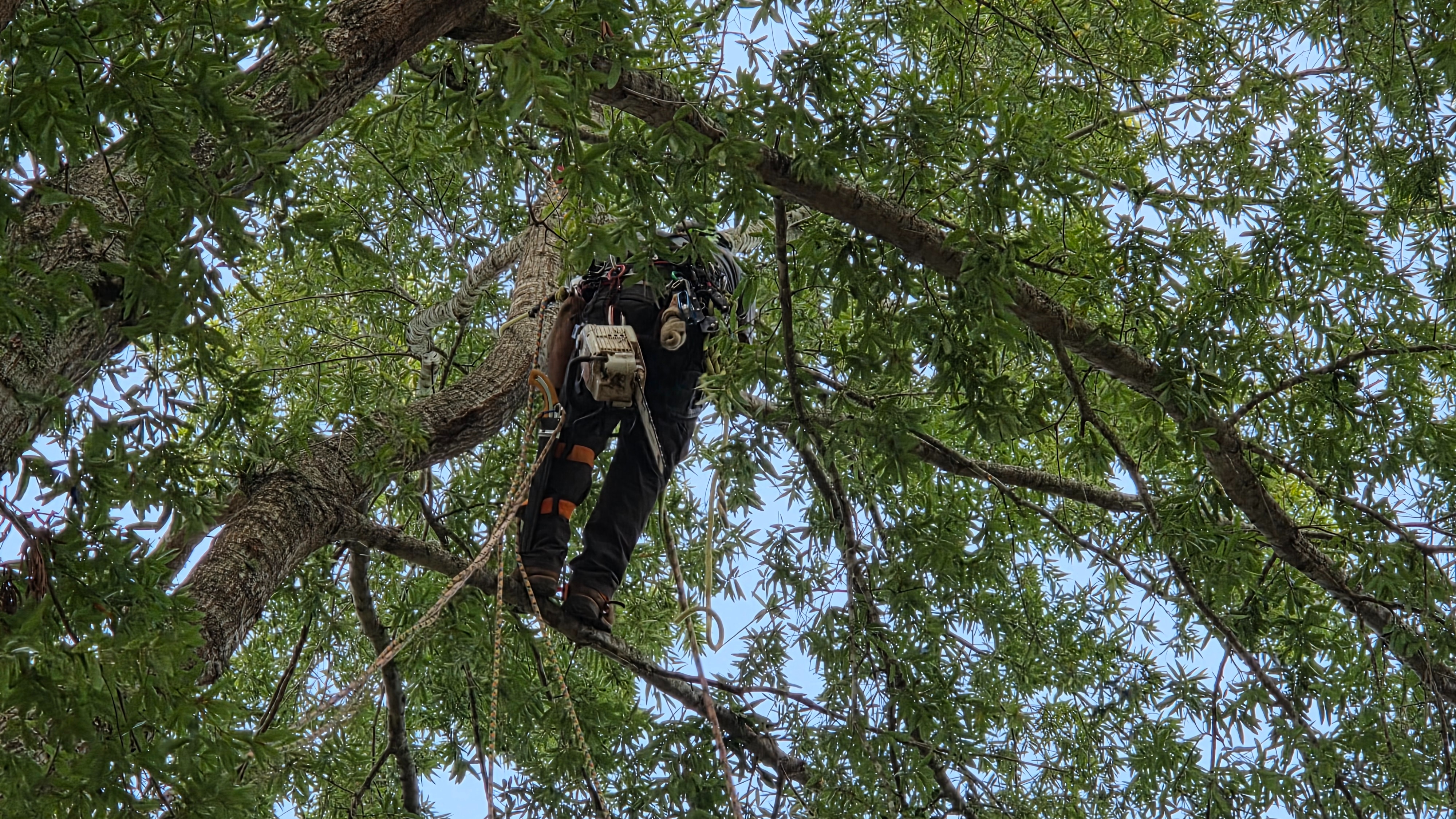 Branch Brothers of Greenville Image