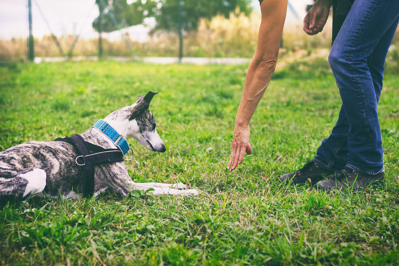 Biggest Misconceptions About Dog Training