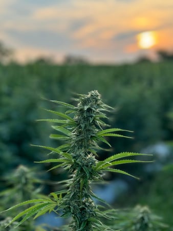 Images Wholesale Hemp Farms