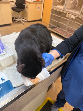 Images VCA Southeast Portland Animal Hospital