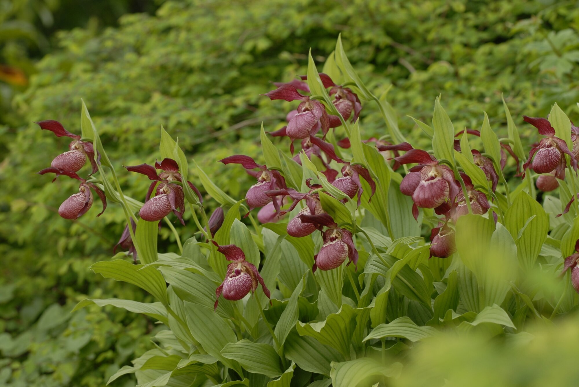 Bilder Gartenwerkstatt Schreiner, Inhaberin Sabine Schreiner