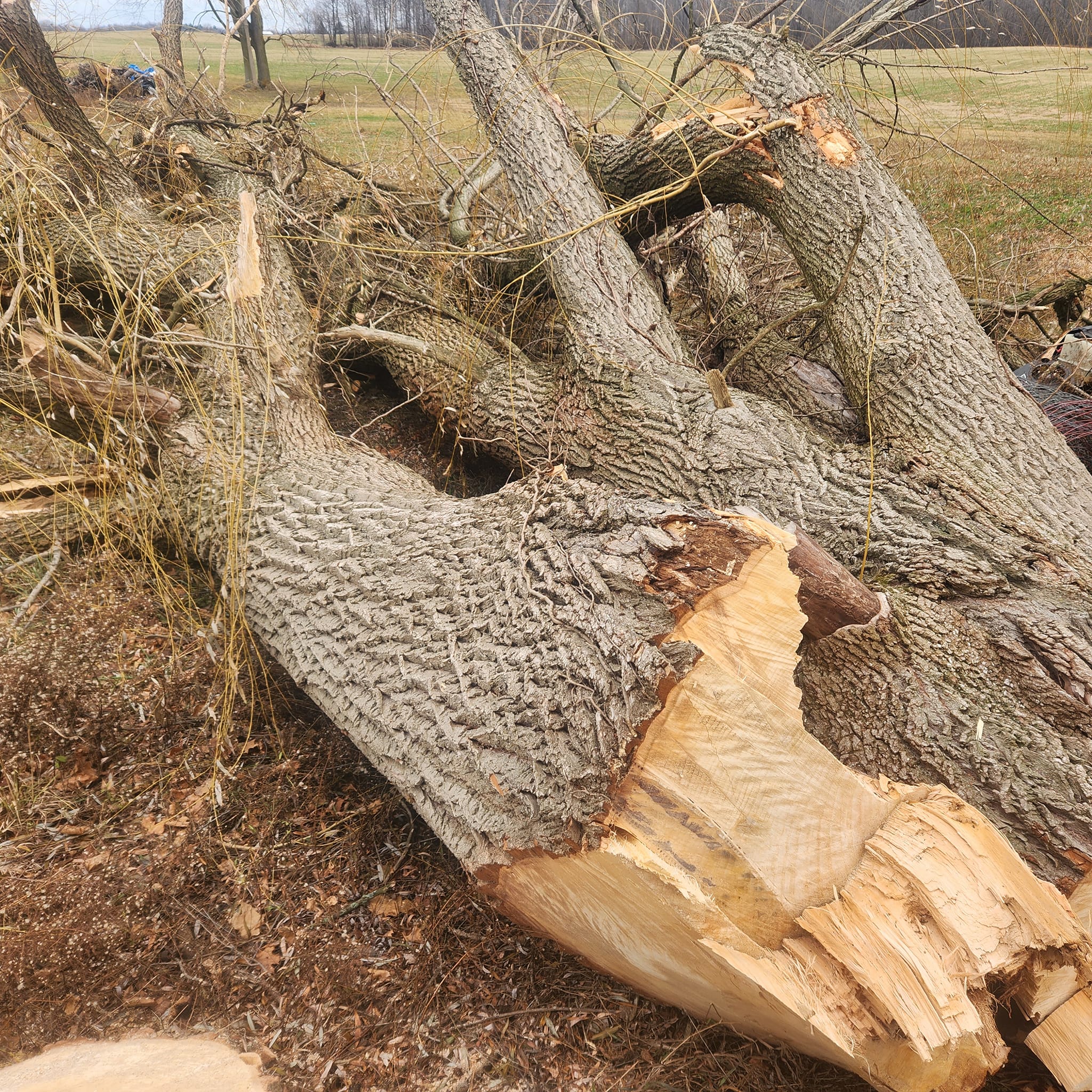 Milks Tree Service Inc Image