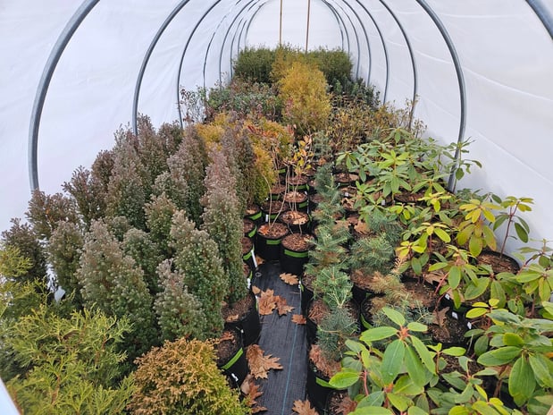 Images A.J.'s Evergreen Nursery, LLC