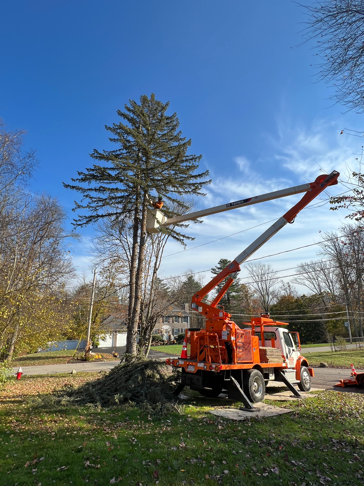 Walnut Tree Service Image