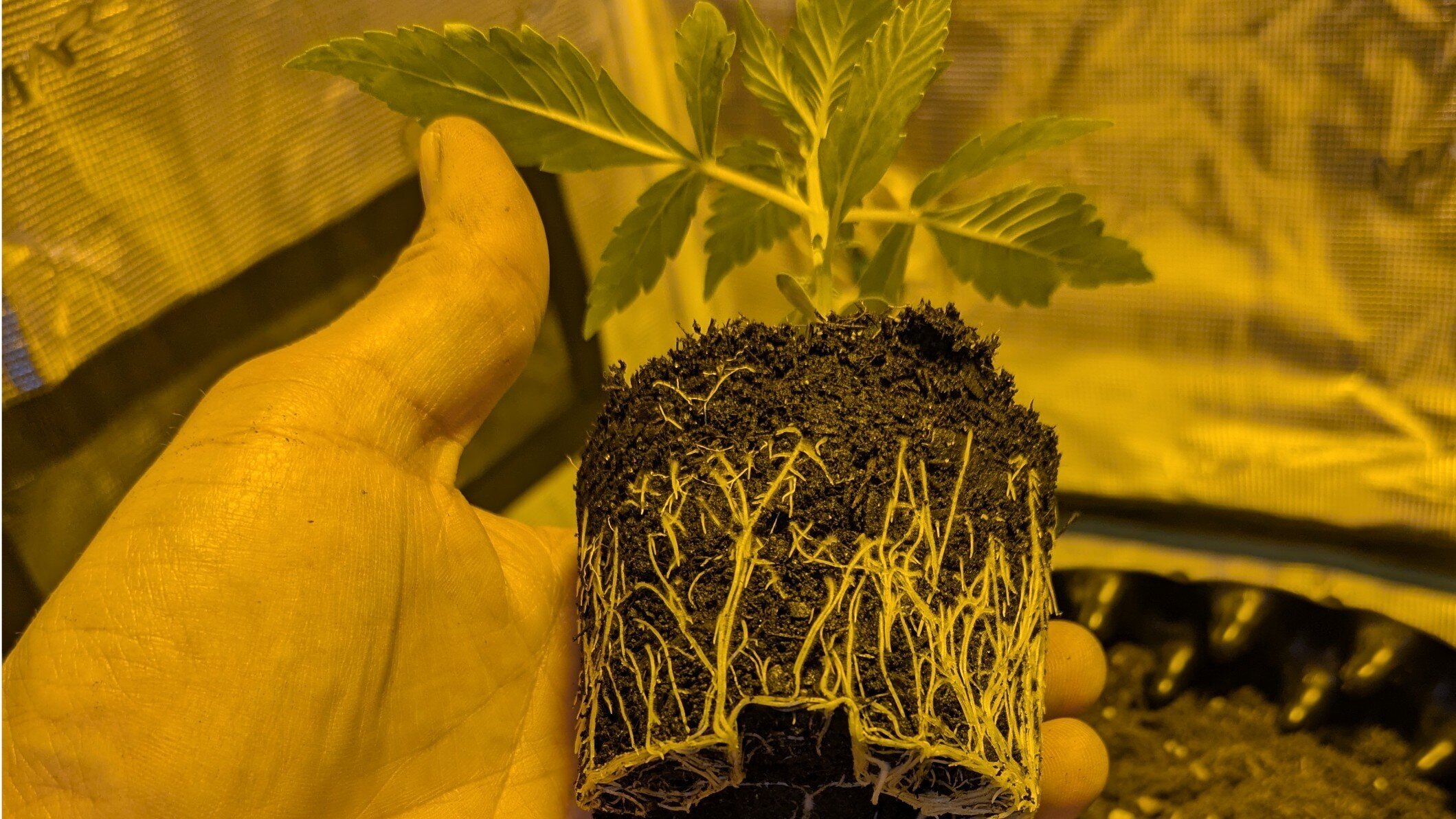 Bilder backyardgrowersshop