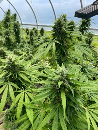 Images Wholesale Hemp Farms