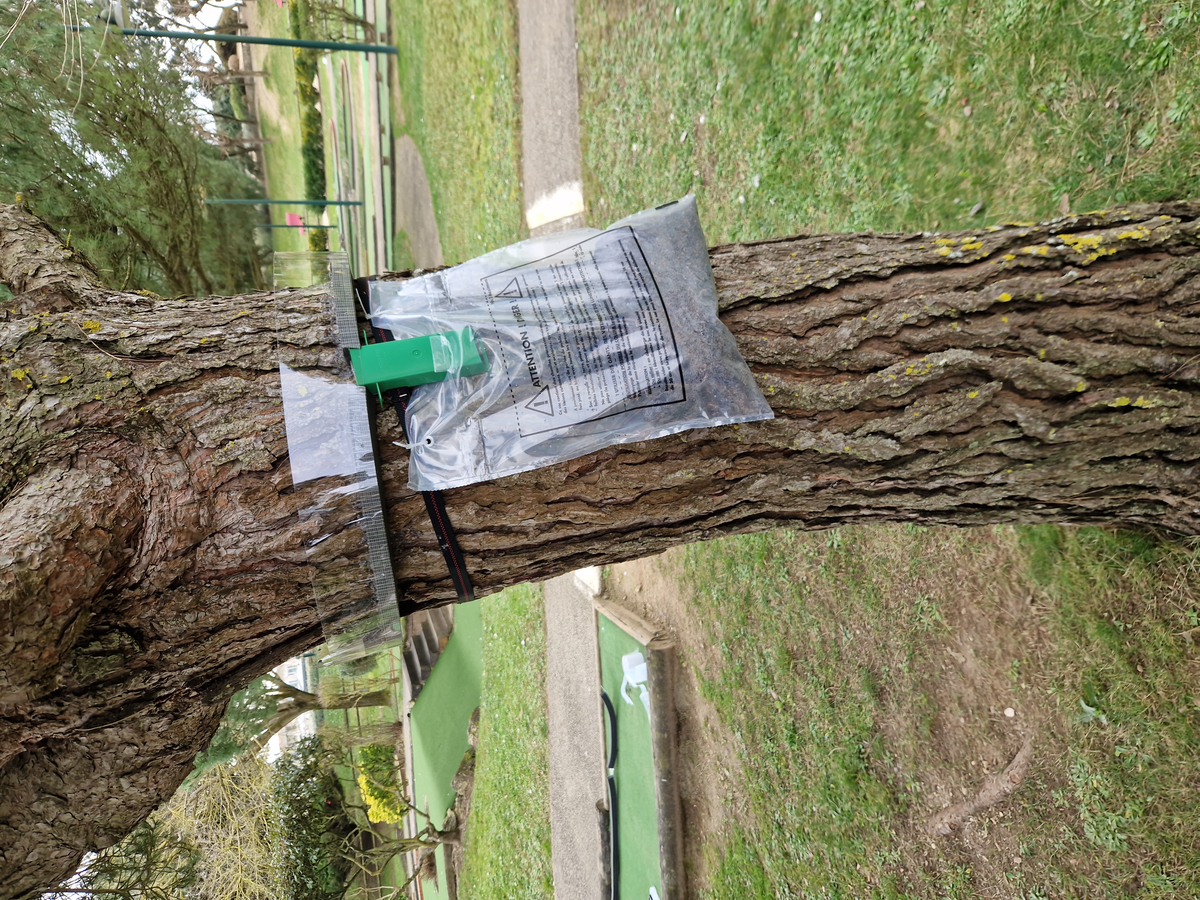 piège type collier pour lutter contre les chenilles processionnaires du pin à Châtelaillon plage piège type collier pour lutter contre les chenilles processionnaires du pin à Châtelaillon plage
